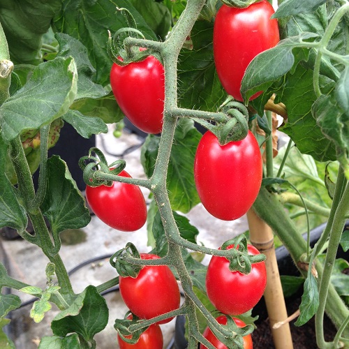 Tomato Floridity